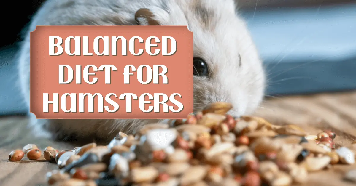 Creating a Balanced Diet For Hamster