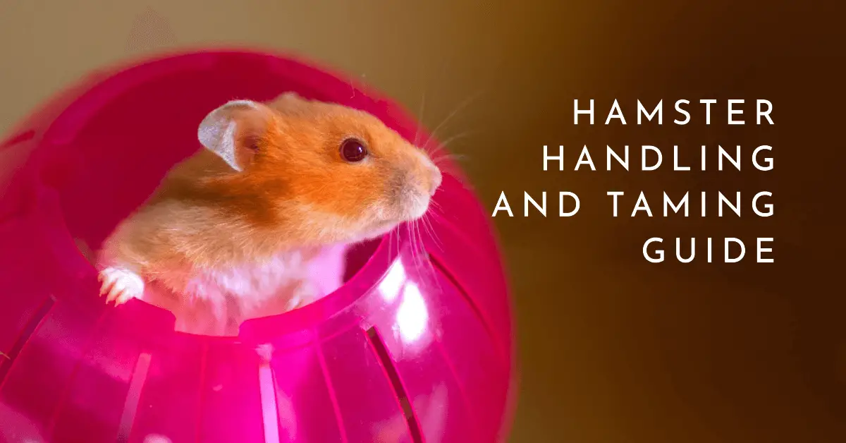 Hamster Handling and Taming