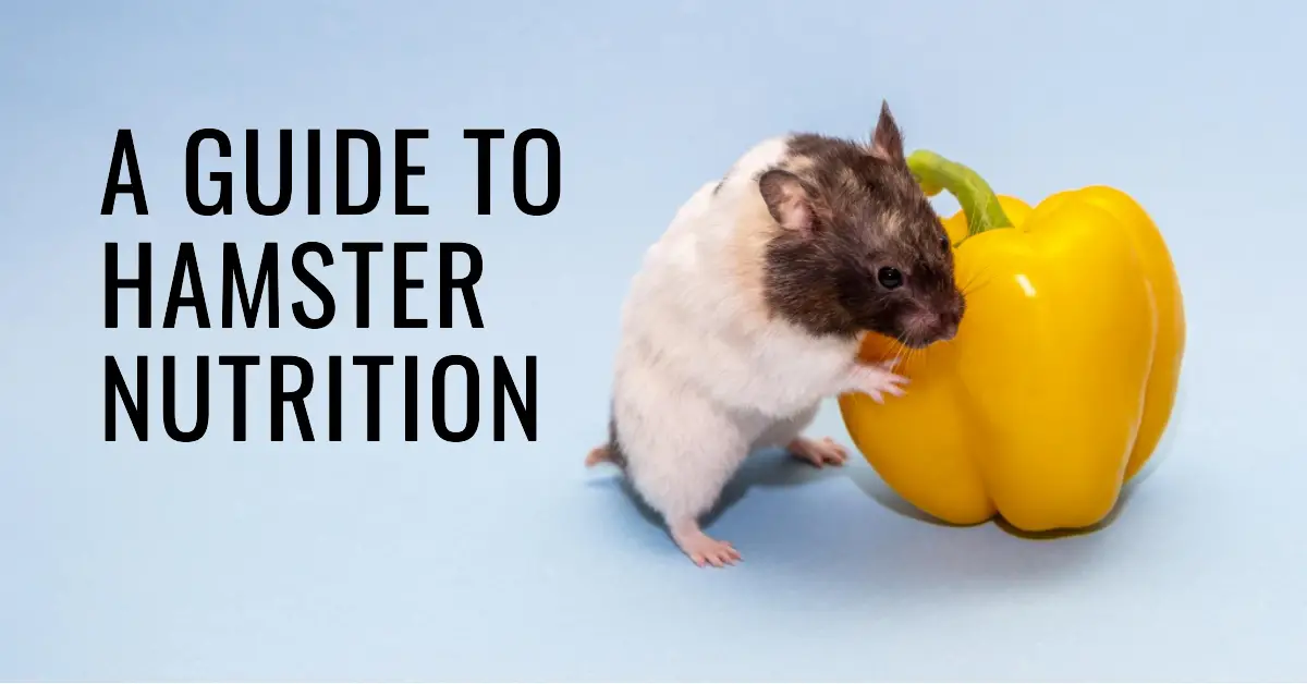 Hamster Nutrition Guide