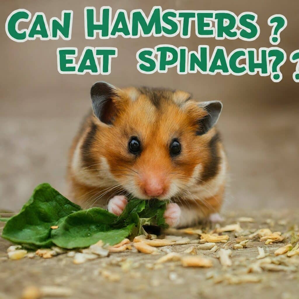 Nutritional Benefits of Spinach for Hamsters