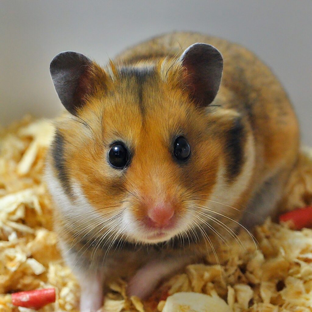 Possible Concerns with Feeding Spinach to Hamsters