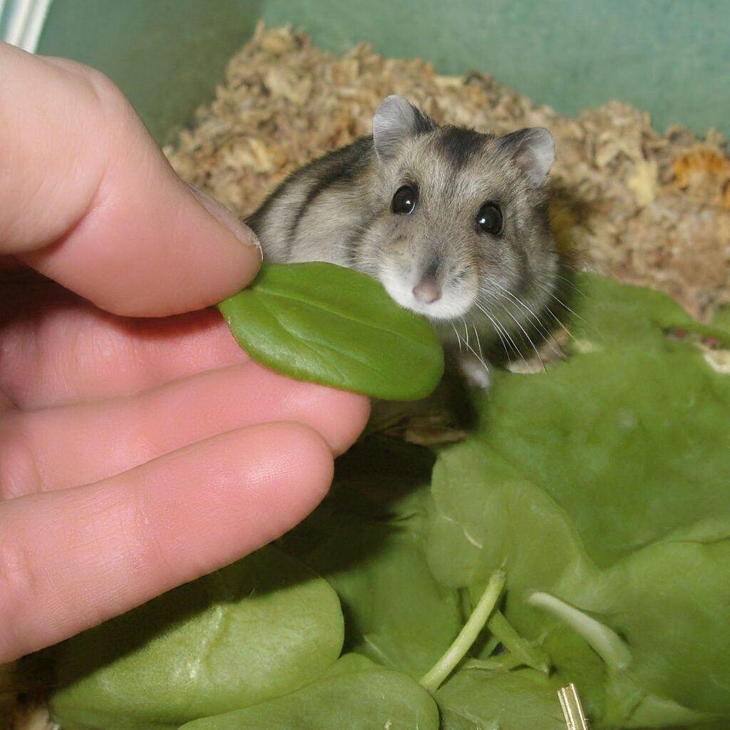 How to Feed Spinach to Your Hamster