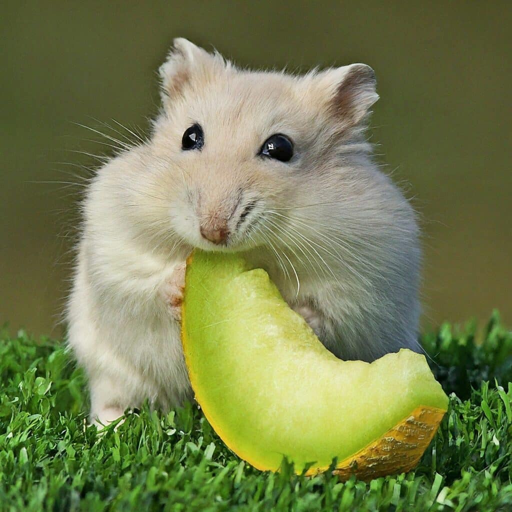 Can Hamsters Eat Honeydew Melon?