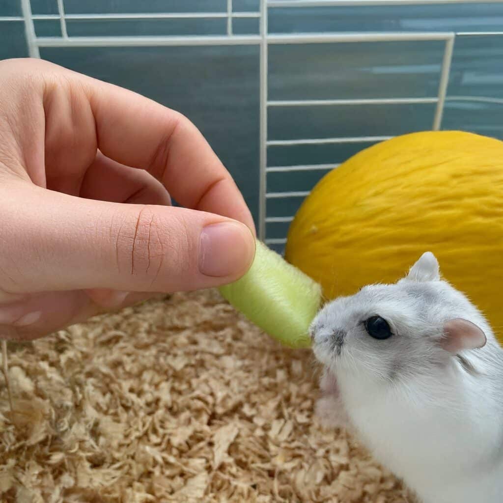 How to Feed Honeydew Melon to Your Hamster