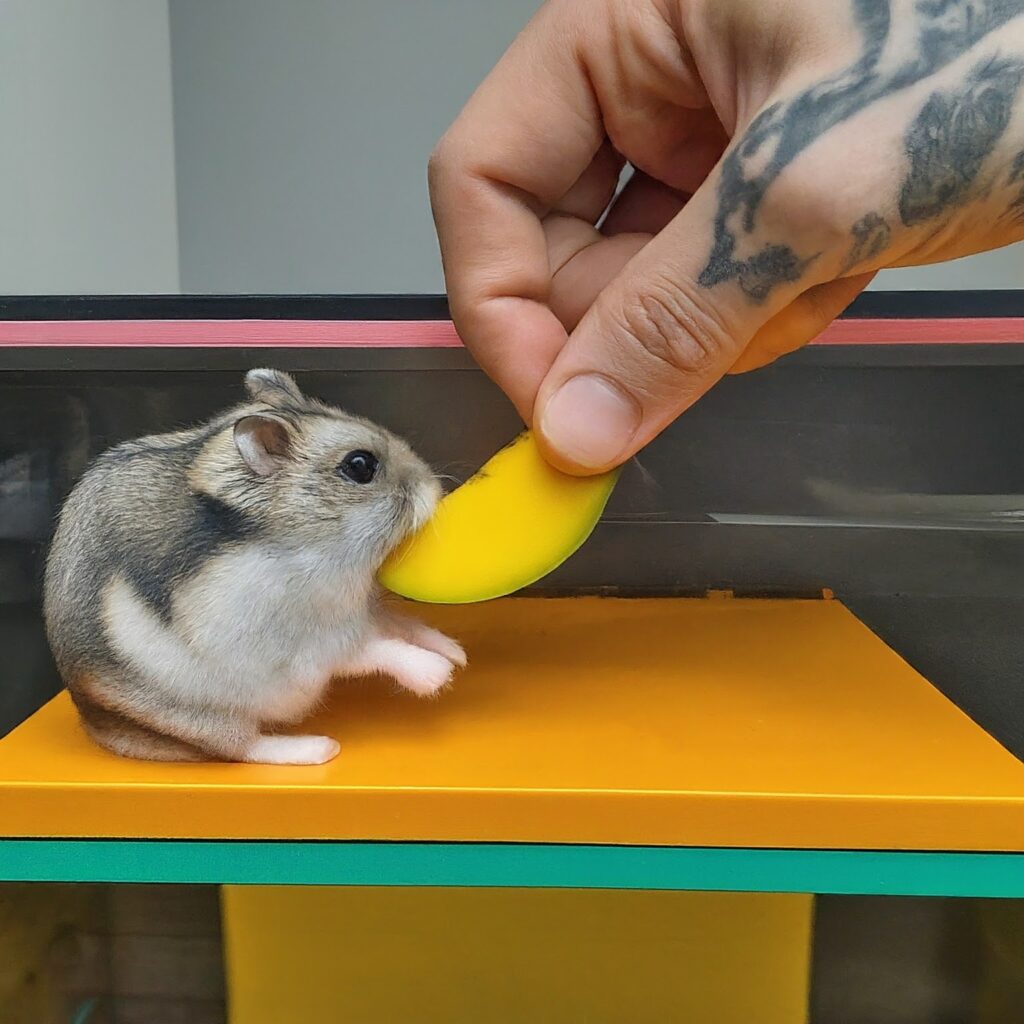 Can Hamsters Eat Mango Hamster Harbor