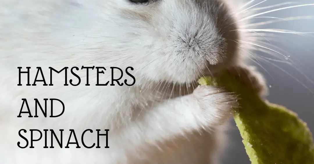 Can Hamsters Eat Spinach?