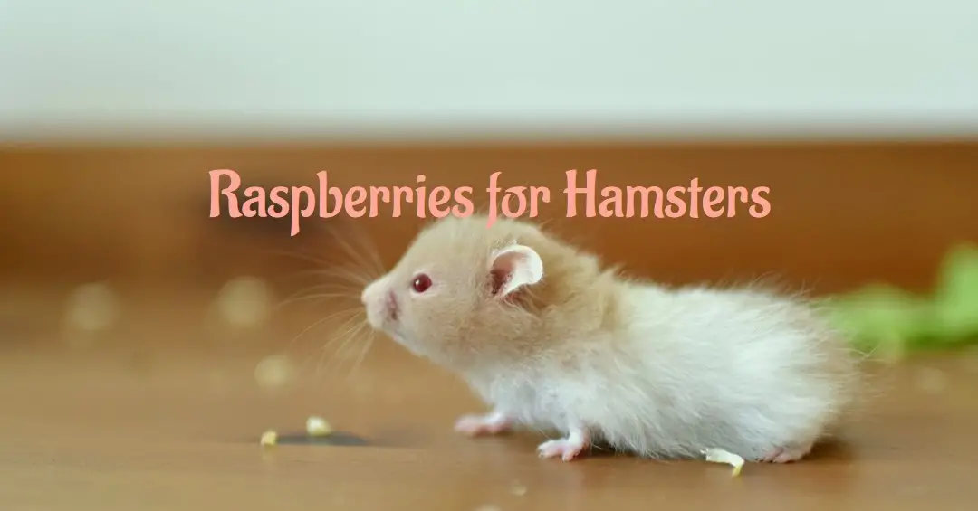 Can Hamsters Eat Raspberries