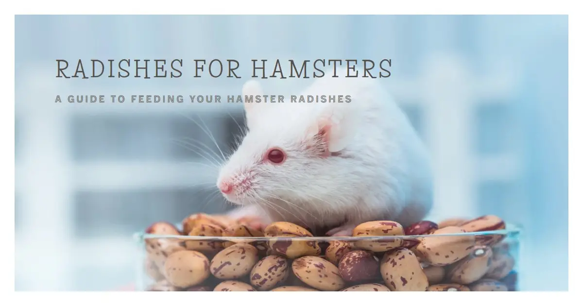 Can Hamsters Eat Radishes?