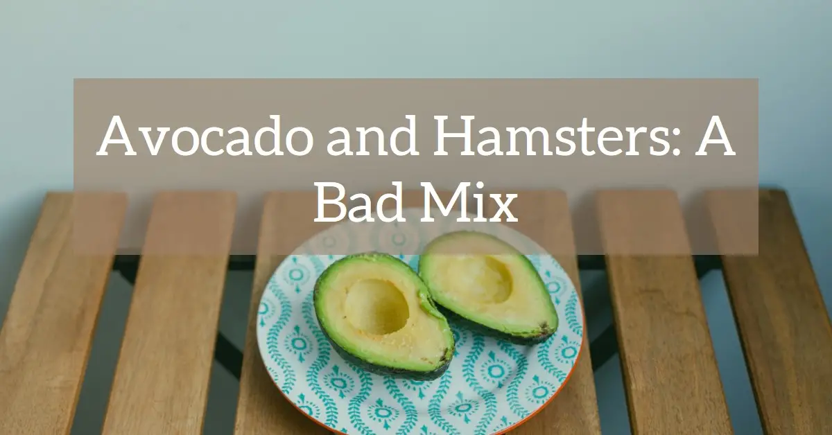 Can Hamsters Eat Avocado?