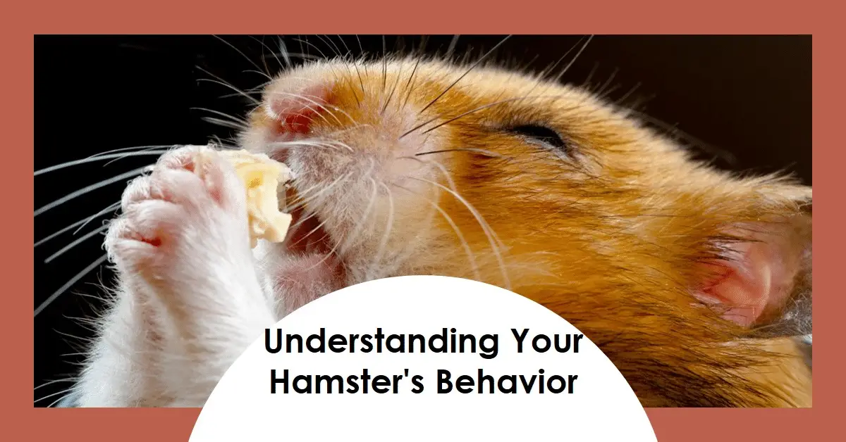 Why Is My Hamster Shaking With Eyes Closed Hamster Harbor