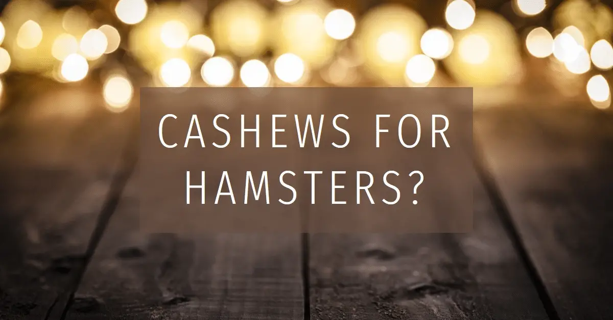 Can Hamsters Eat Cashews? The Ultimate Guide